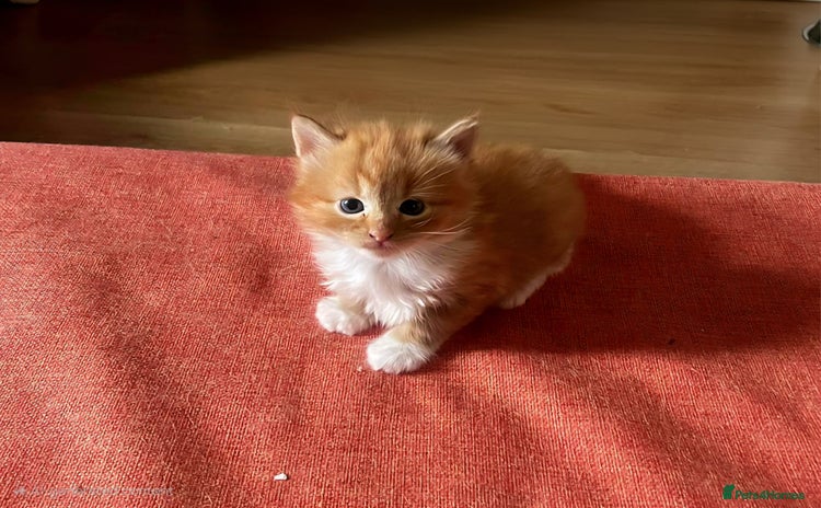 European cats - Advert 4