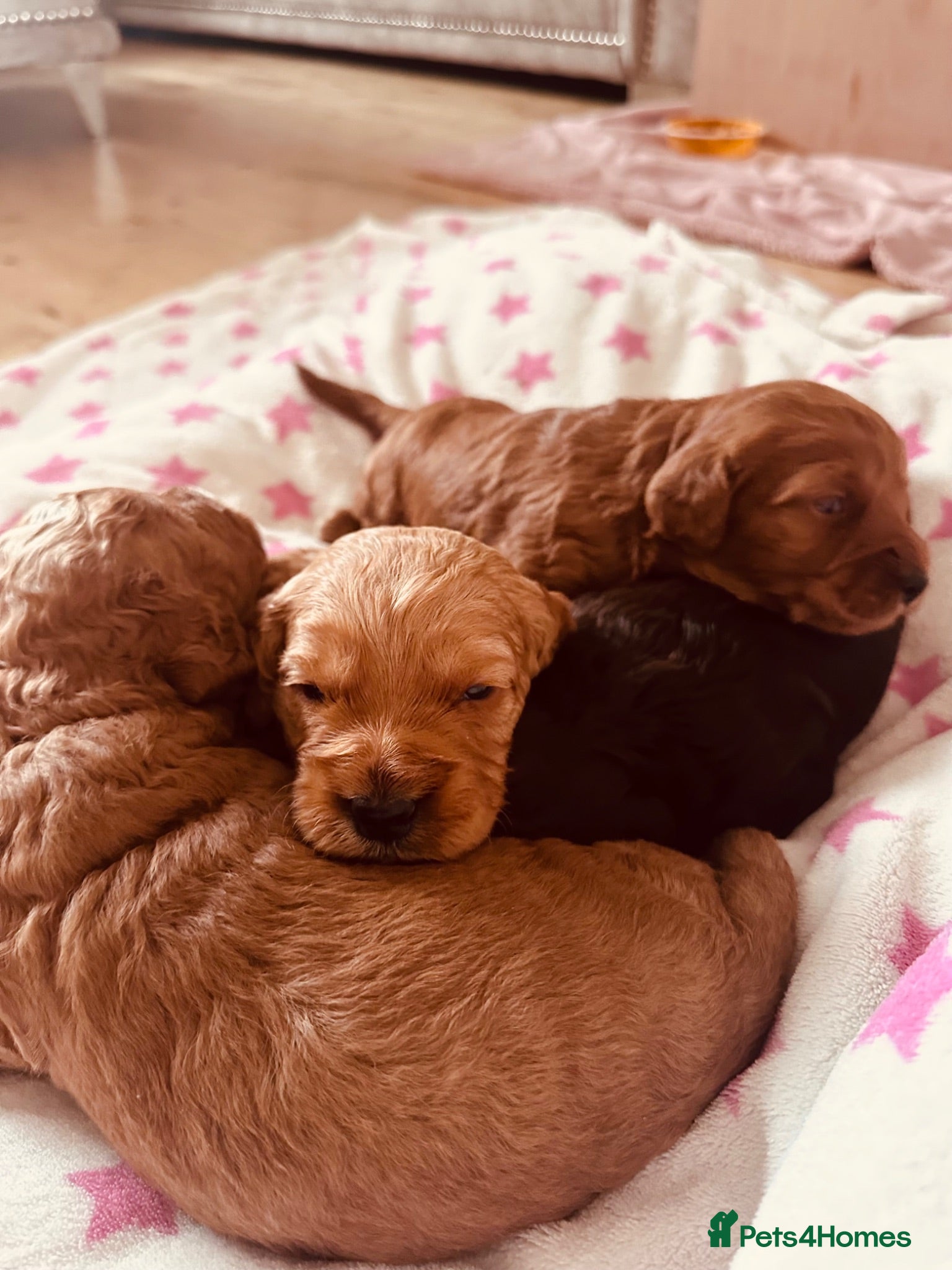 Cockapoo dogs Beautiful miniature F2 cockapoos - Advert 2