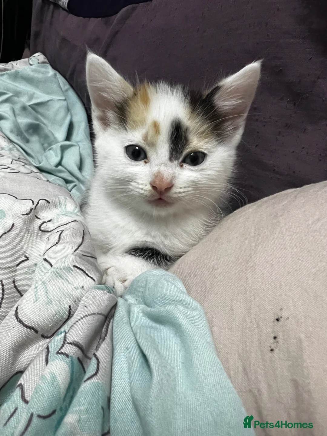 Mixed Breed cats for sale: 🐈 Adorable Calico Kittens - 2 to a Loving Home - Advert 1
