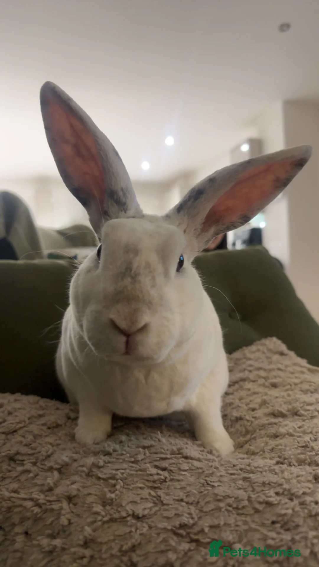 Rex rabbits for sale: Rex Rabbit - Advert 4