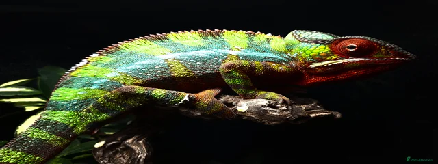 Spike