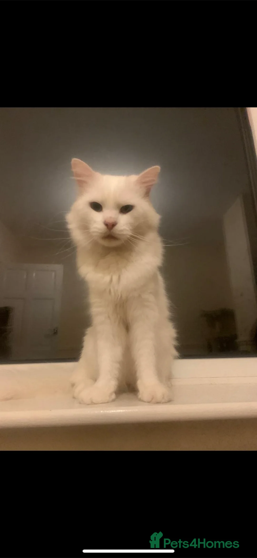 Turkish Angora cats for sale: Male purebred Turkish angora  - Advert 6