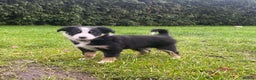 Border Collie dogs for sale: 🐾ISDS Registered Border Collie Puppies🐾 - Advert 1