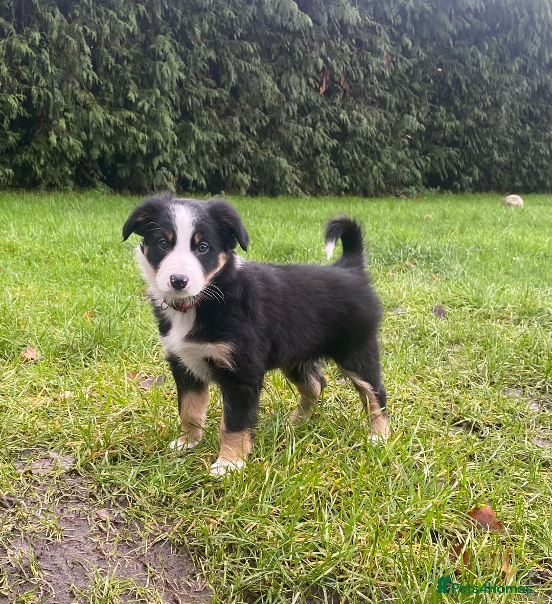 Border Collie dogs for sale: 🐾ISDS Registered Border Collie Puppies🐾 - Advert 1