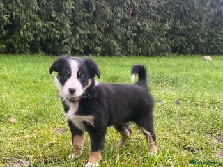 Border Collie dogs 🐾ISDS Registered Border Collie Puppies🐾 - Advert 3