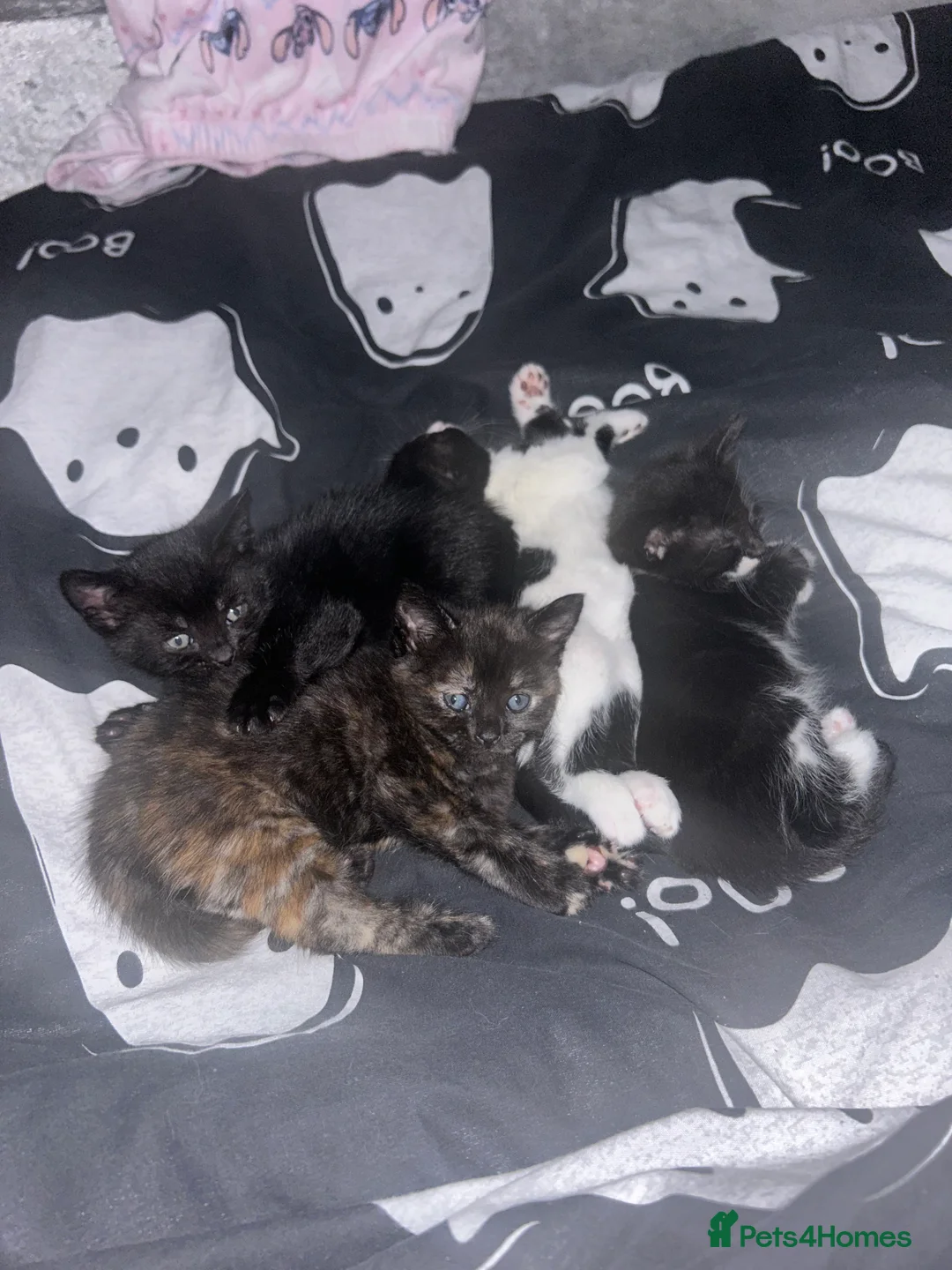 Mixed Breed cats for sale: 4 mixed breed kittens ready for new home  - Advert 11