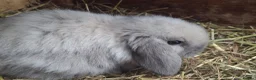 Mini Lop rabbits for sale: Beautiful Baby Mini Lops - Advert 8