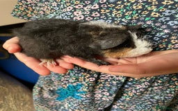 Guinea Pig rodents for sale: Baby Guinea pigs available soon  - Image 4