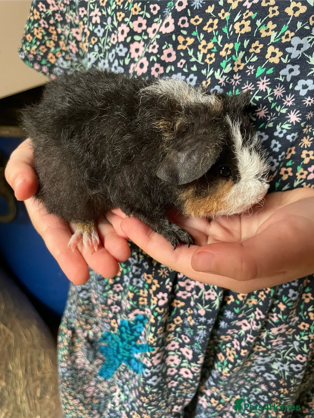 Guinea Pig rodents for sale: Baby Guinea pigs available soon  - Image 4
