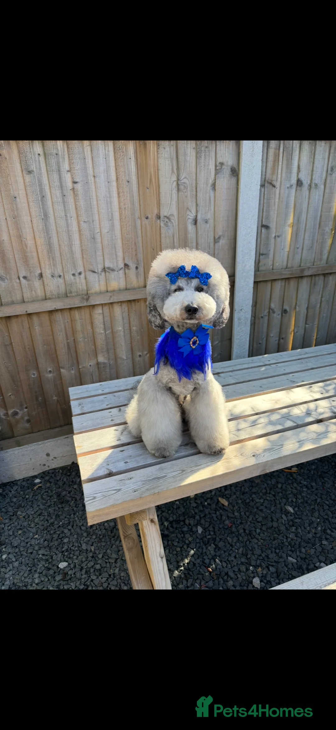 Miniature Poodle dogs for stud: 🧬KC miniature silver poodle STUD ONLY 🧬 - Advert 9