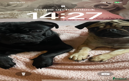 Pug dogs for sale: 4 beautiful pugs for sale 1 boy 3 girls  - Image 7
