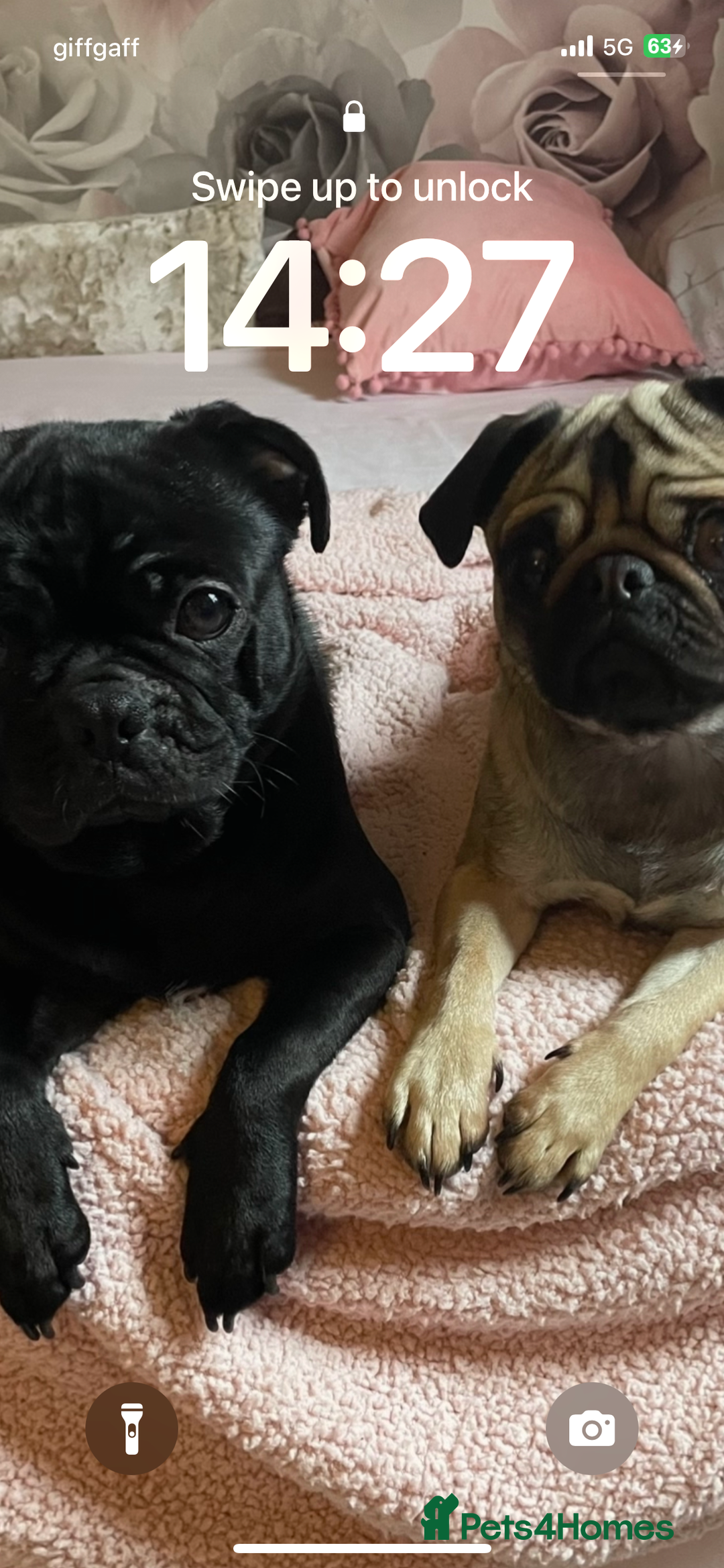 Pug dogs for sale: 4 beautiful pugs for sale 1 boy 3 girls  - Image 7