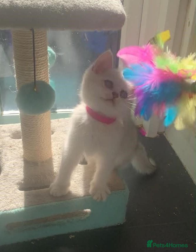 British Shorthair cats BSH Stunning rare Shaded 11 Weeks Old  - Advert 2