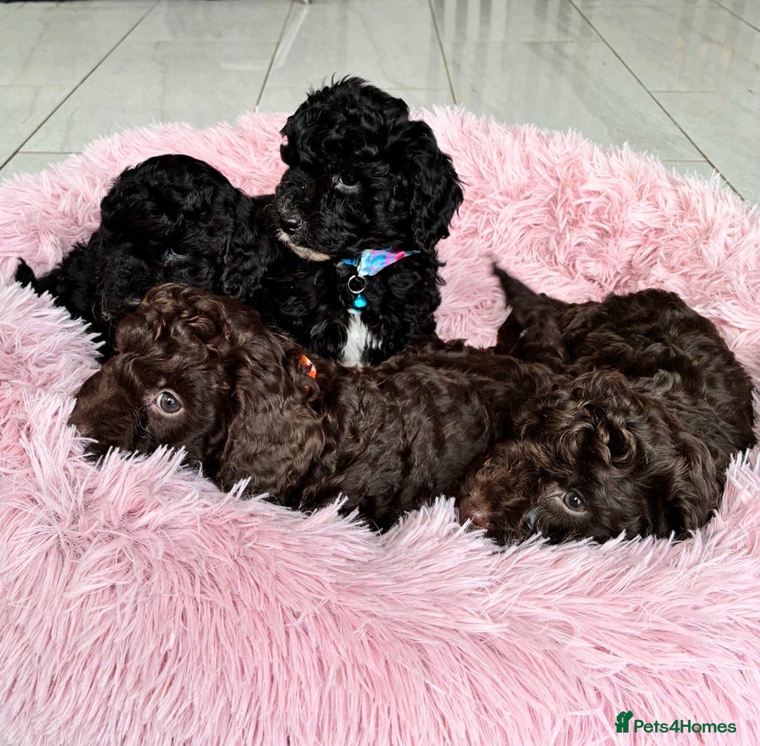 Cockapoo dogs for sale: Miniature cockapoos - Advert 7