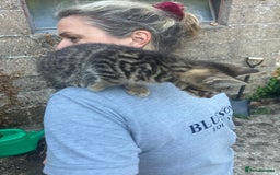 Domestic Shorthair cats for sale: Kittens  - Image 6