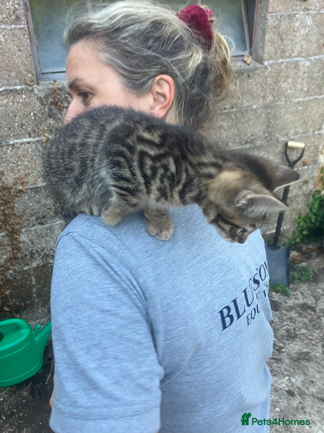 Domestic Shorthair cats for sale: Kittens  - Image 6