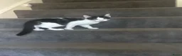 Domestic Shorthair cats for sale: Ready to be rehomed!  - Advert 5