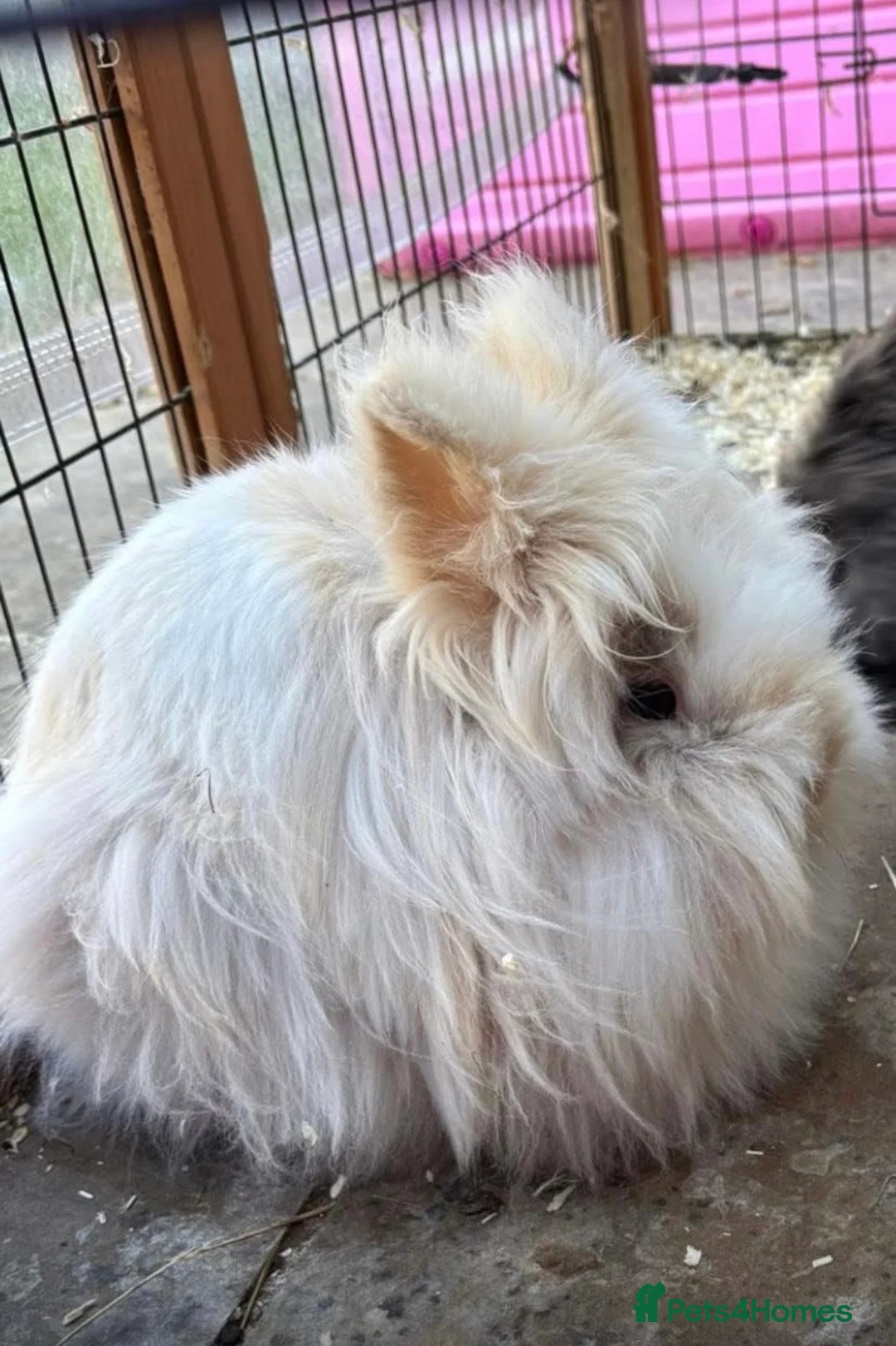 Mixed Breed rabbits for sale: 1 boy 1 girl - Advert 9