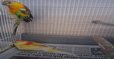 Parakeets birds - Advert 5