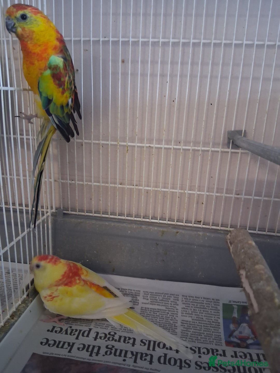 Parakeets birds for sale: Redrumps  - Image 2