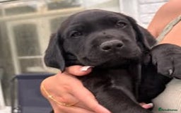 Labrador Retriever dogs for sale: Labrador Puppies for sale in London -KC registered - Image 18