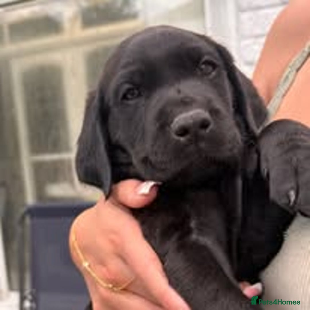 Labrador Retriever dogs for sale: Labrador Puppies for sale in London -KC registered - Image 18