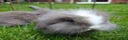 Mixed Breed rabbits for sale: 4 lovely minilop lionhead rabbits  - Advert 9