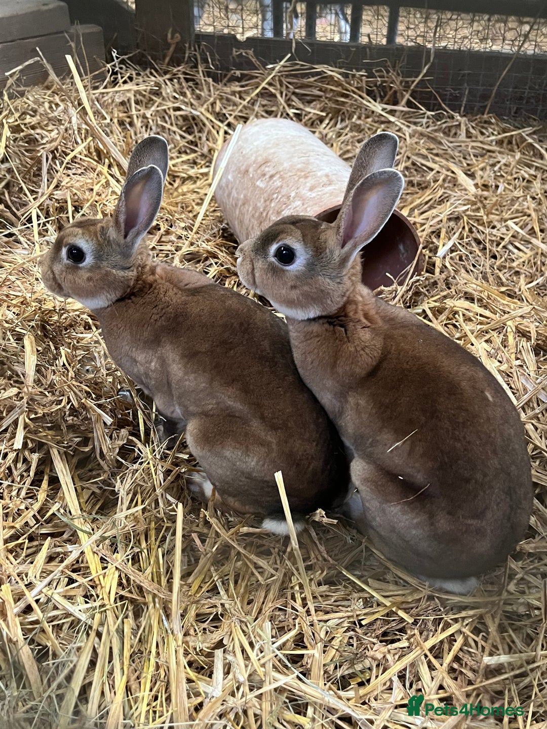 Rex rabbits for sale: Male re **   - Advert 1