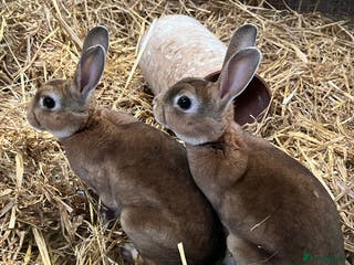 Rex rabbits Male re ** - Advert 1