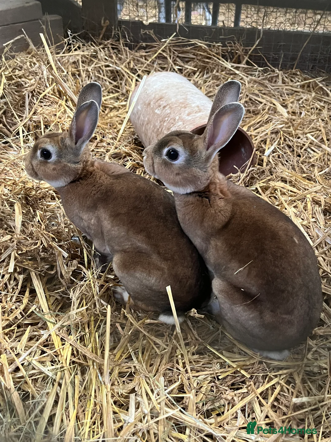 Rex rabbits for sale: Male re **   - Advert 1