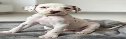 Dalmatian dogs for sale: Dalmation Puppies - Advert 14