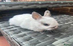 Netherland Dwarf rabbits for sale: 4 gorgeous netherland dwarfs babies - Image 11