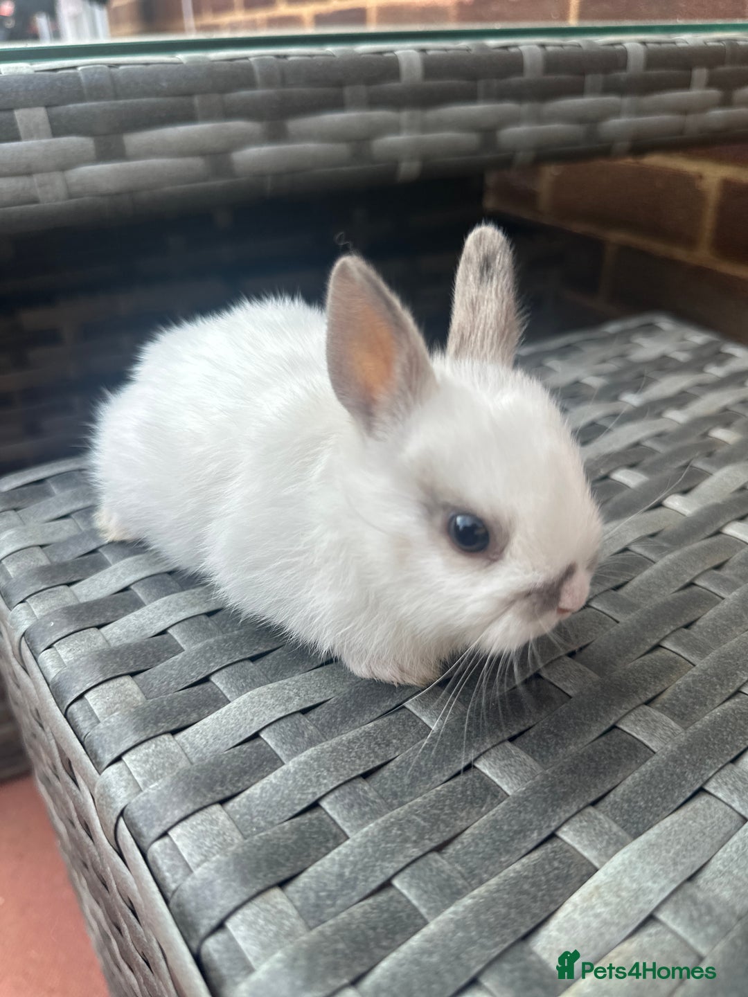 Netherland Dwarf rabbits for sale: 4 gorgeous netherland dwarfs babies - Image 11