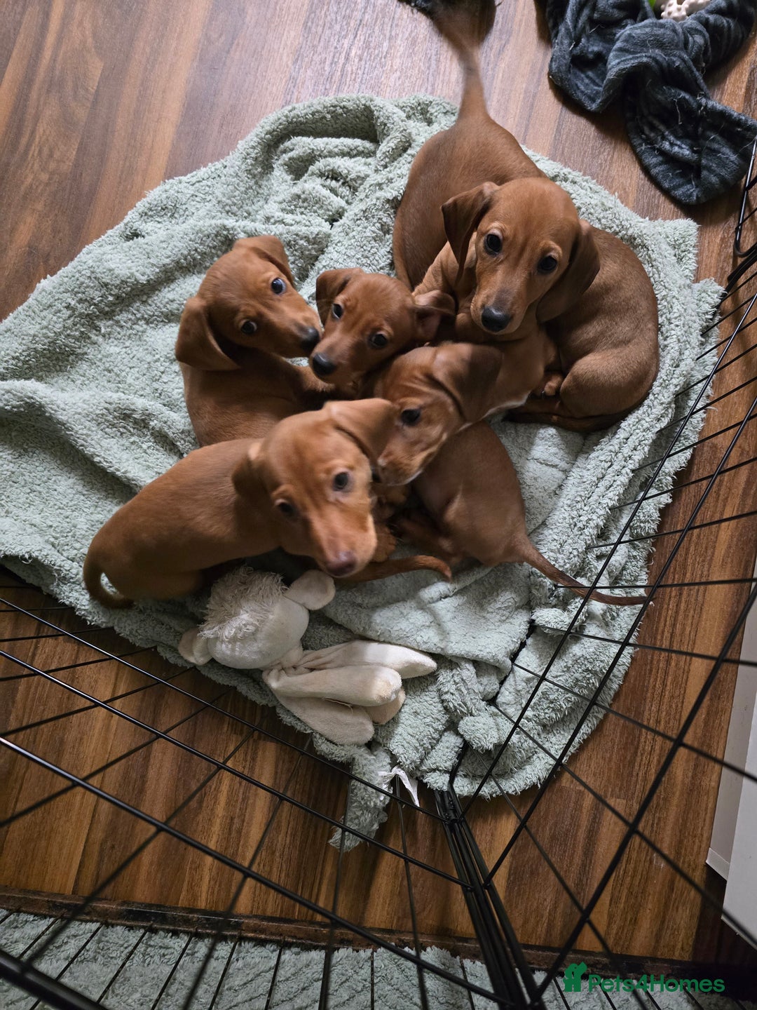 Dachshund dogs for sale: Full Minature dachsund puppies  - Advert 7