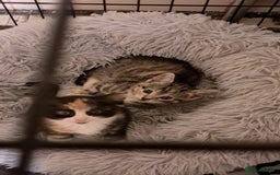 Mixed Breed cats for sale: Calico kittens for sale  - Image 2