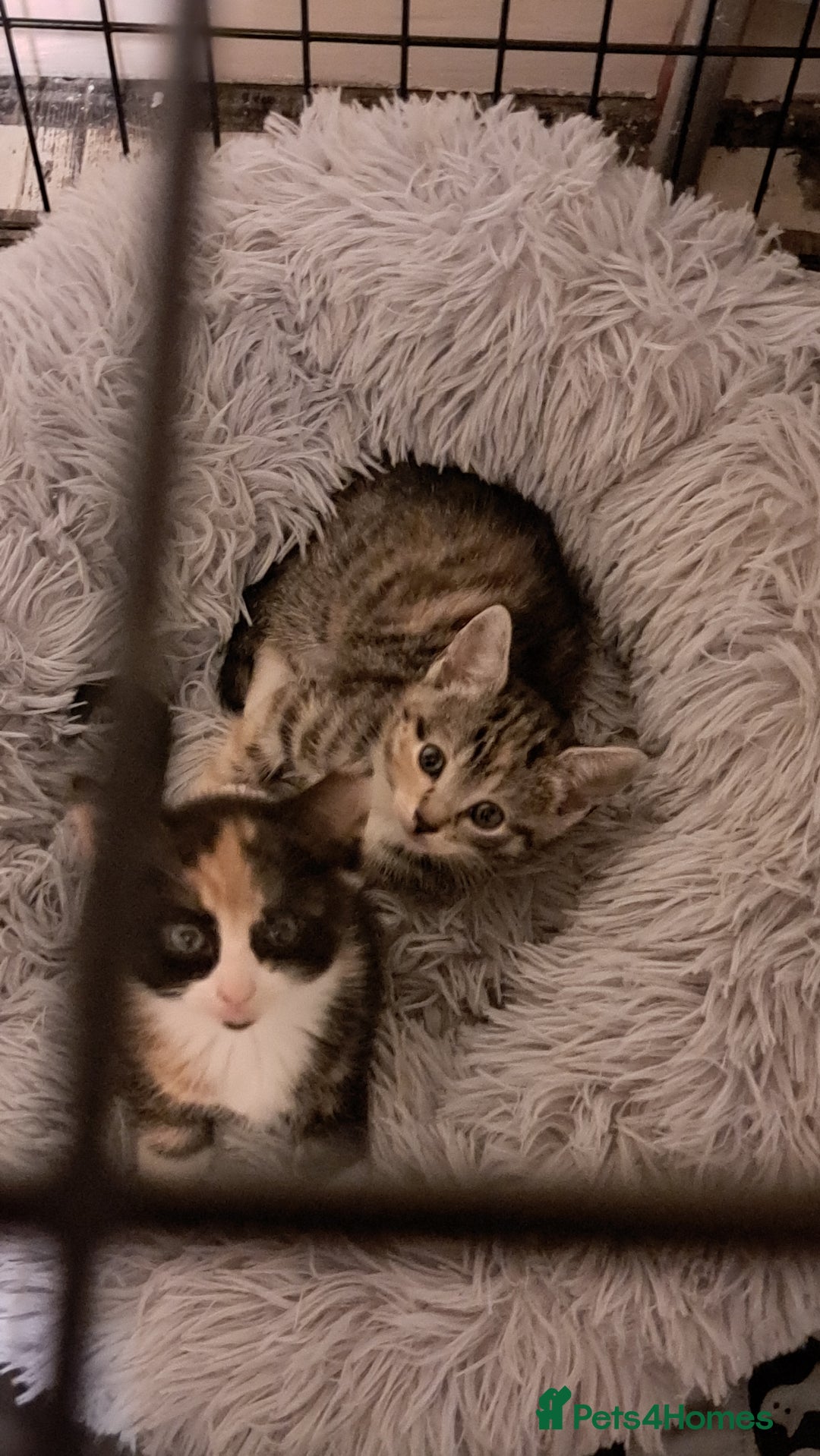 Mixed Breed cats for sale: Calico kittens for sale  - Image 2
