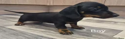 Dachshund dogs for sale: 5 Beautiful Dachshund Pups in Doncaster - Advert 11