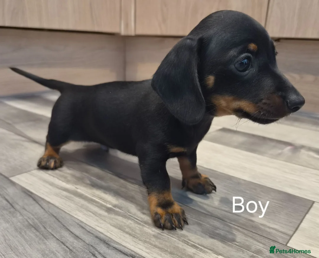 Dachshund dogs for sale: 5 Beautiful Dachshund Pups in Doncaster - Advert 11