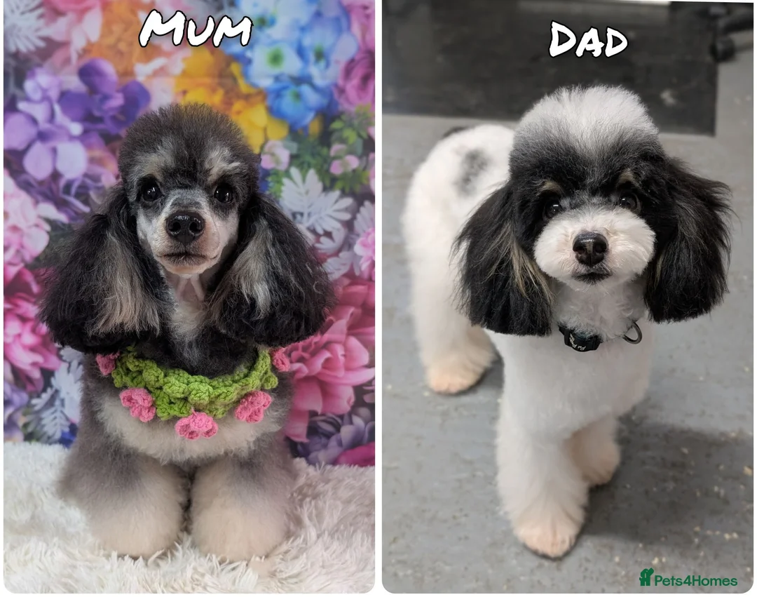 Toy Poodle dogs for sale: Toy poodles due 19th August. - Advert 1