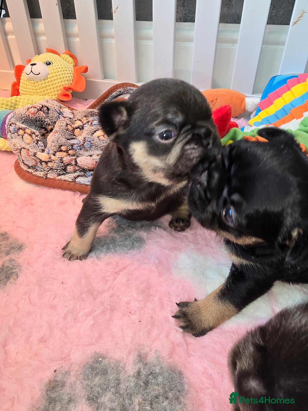 French Bulldog dogs for sale: ⭐️ QUALITY FRENCH BULLDOG PUPPIES ⭐️ - Image 6