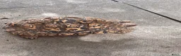 Tortoise reptiles for sale: Female leopard tortoise  - Advert 2