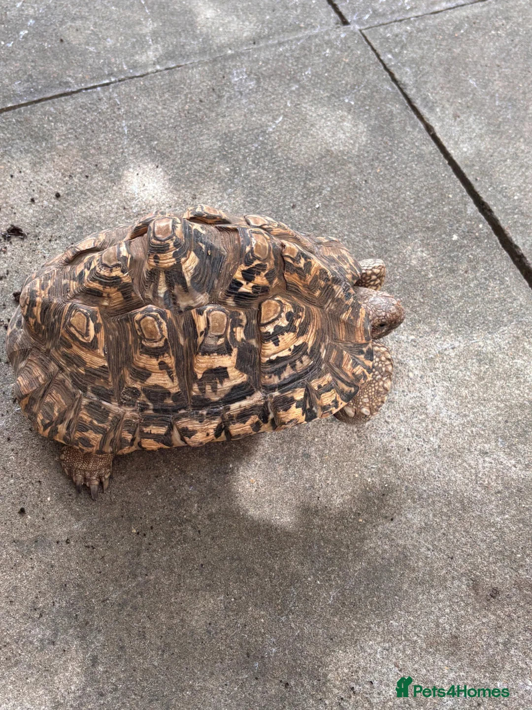 Tortoise reptiles for sale: Female leopard tortoise  - Advert 2