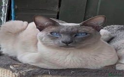 Siamese cats for sale: 1 Seal Point Siamese Kitten GCCF registered  - Image 6