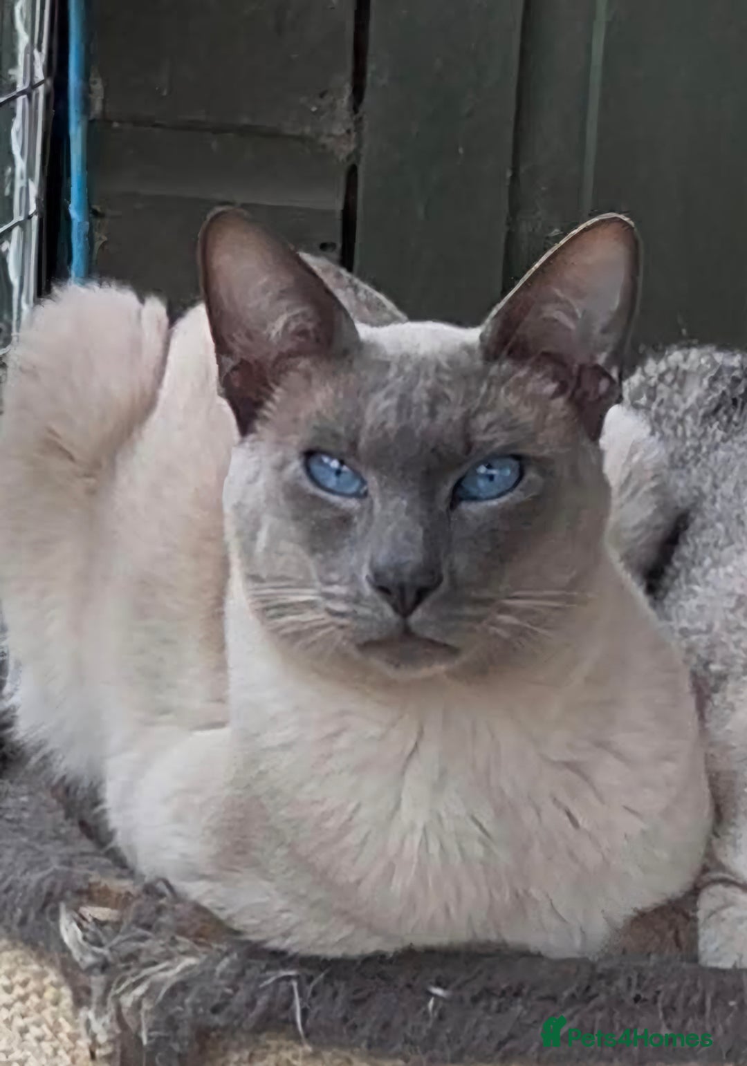 Siamese cats for sale: 1 Seal Point Siamese Kitten GCCF registered  - Image 6