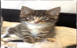 Norwegian Forest Cat cats for sale: Beautiful fluffy kittens - Image 20