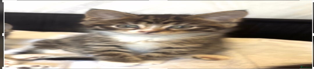 Norwegian Forest Cat Kitten 1