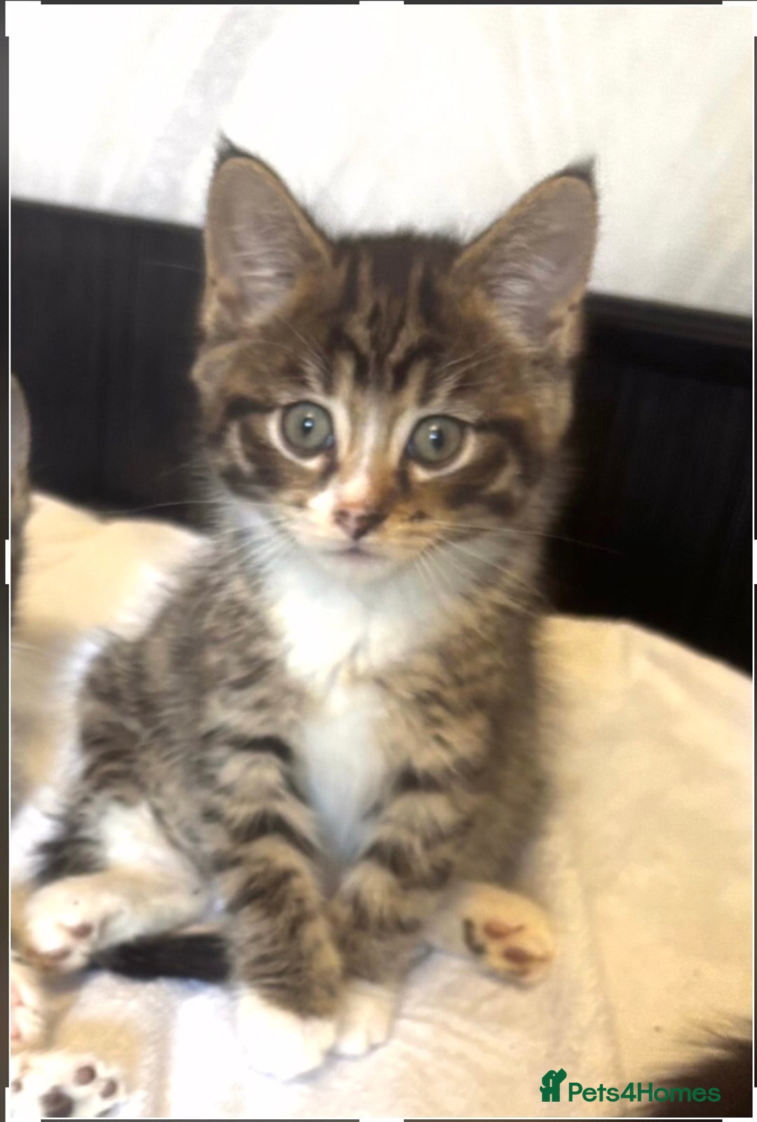 Norwegian Forest Cat cats for sale: Beautiful fluffy kittens - Image 20