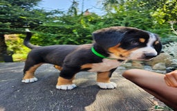 Entlebucher Mountain Dog dogs for sale: Entlebucher Mountain Dog - Image 12