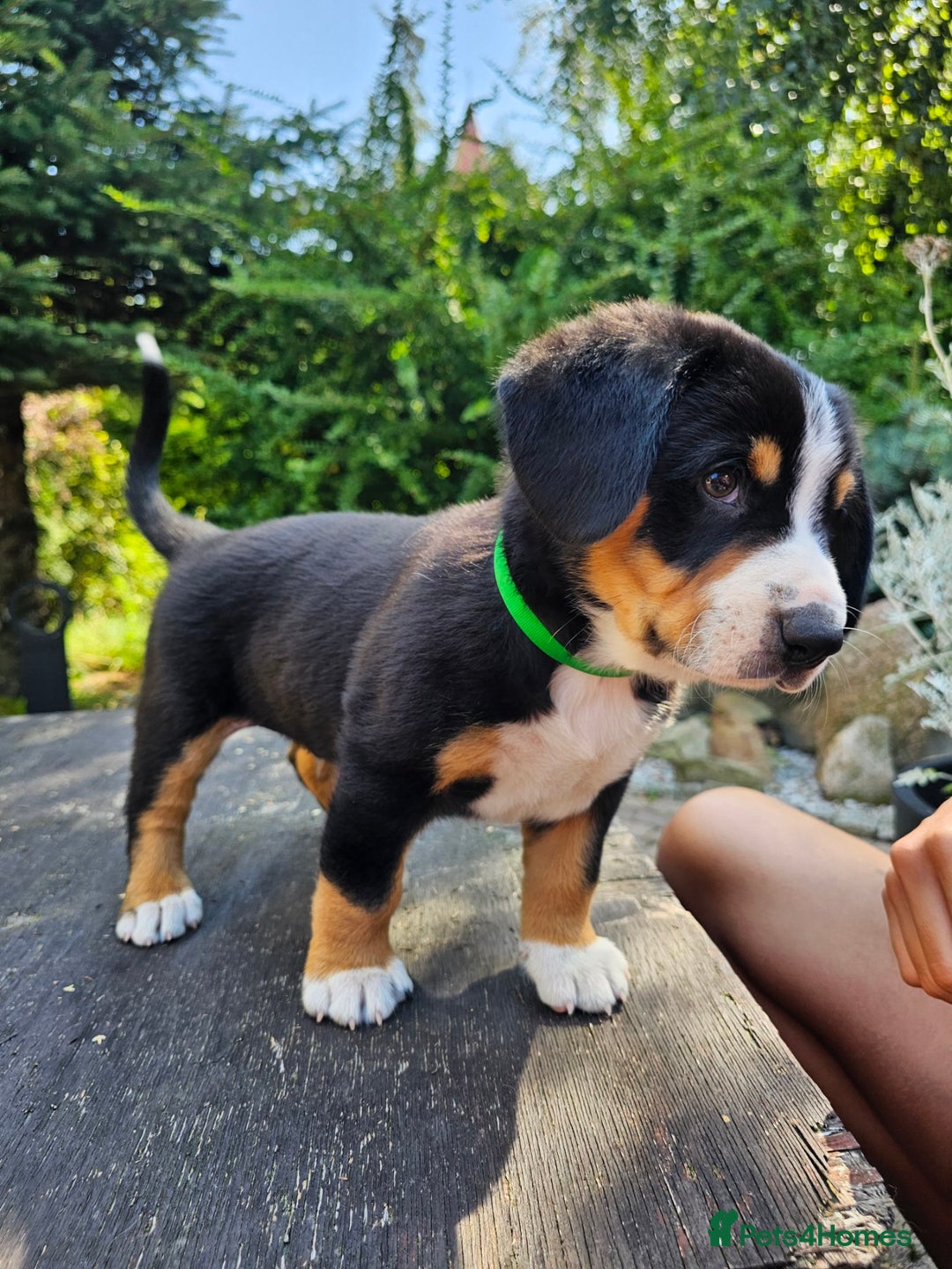 Entlebucher Mountain Dog dogs for sale: Entlebucher Mountain Dog - Image 12