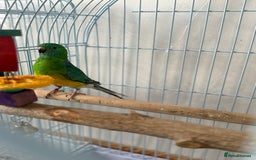 Parrots birds for sale: Beautiful talking singing Young Red Rump Parrot  - Image 9